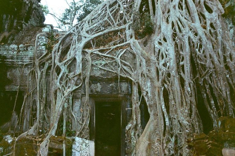 Tree roots spilling over a stone doorway at Ta Prohm temple, Siem Reap