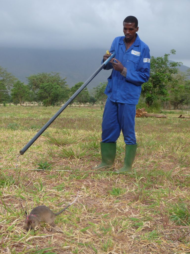 An APOPO handler works a giant pouched rat sniffing for landmines in a field.